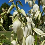 Liliána