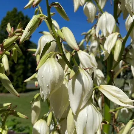 Liliána
